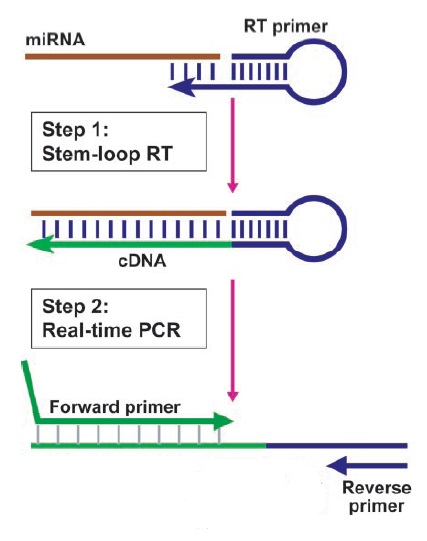 miRNA荧光定量PCR 服务